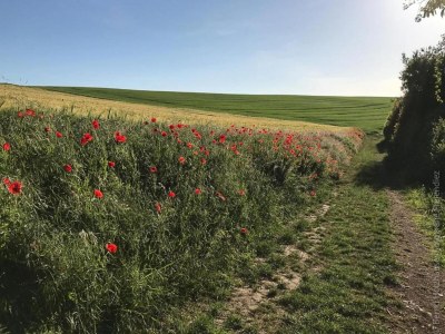 Apartment Ferienwohnung zum Zaubergarten - Environment photo 32