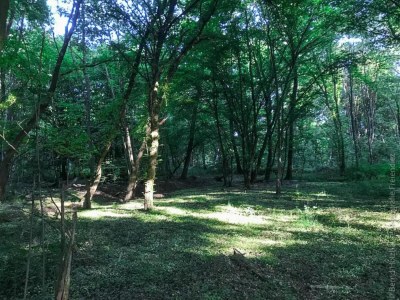 Apartment Ferienwohnung zum Zaubergarten - Environment photo 34