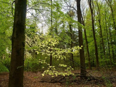 Holiday house Bungalow in Sondel am Slotermeer - Environment photo 32