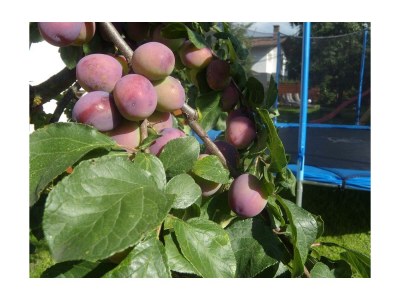 Apartment Hochzillertal - Outdoor photo 18