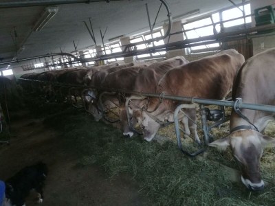 Apartment Bauernhof - Outdoor photo 17