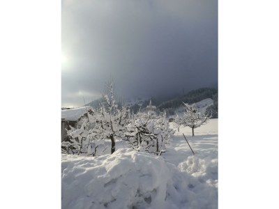 Apartment Bauernhof - Outdoor photo 18