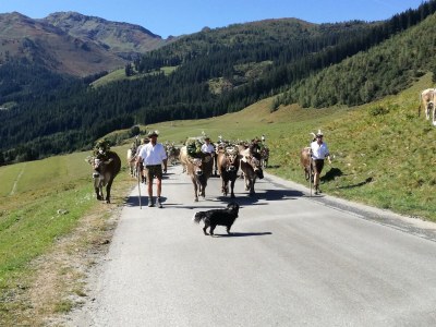 Apartment Bauernhof - Outdoor photo 19