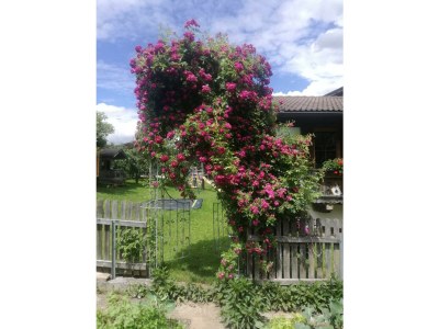 Apartment Bauernhof - Outdoor photo 21