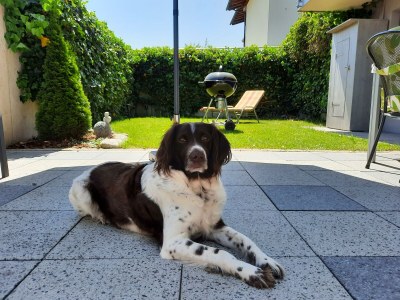 Apartment Apartment Kogler - Outdoor photo 4