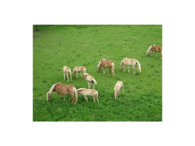 Apartment Ferienwohnung "Ahornspitz" - Outdoor photo 21