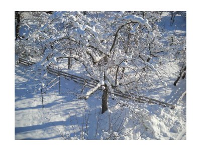 Apartment Ferienwohnung APFELBAUM - Outdoor photo 8
