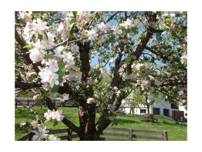 Apartment Ferienwohnung APFELBAUM - Outdoor photo 14