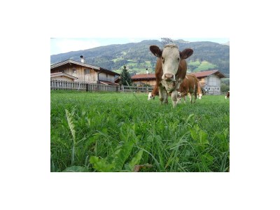 Apartment App. Paulerhof 1 - Outdoor photo 24