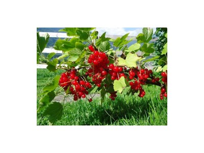 Apartment App. Paulerhof 1 - Outdoor photo 26