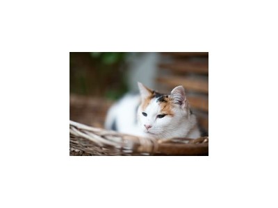 Apartment App. Paulerhof 1 - Outdoor photo 27