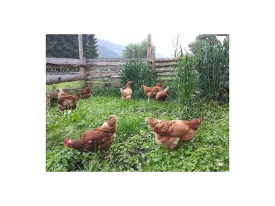 Apartment Appartement Catrin - Outdoor photo 6