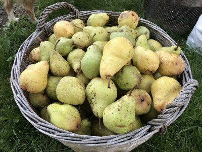 Apartment Ferienwohnung Panorama - Outdoor photo 37