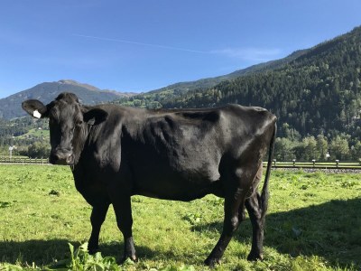 Apartment Ferienwohnung Panorama - Outdoor photo 38