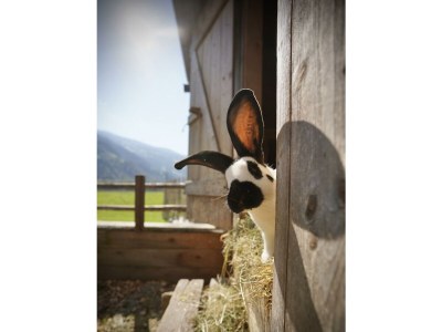 Apartment Ferienwohnung Panorama - Outdoor photo 42