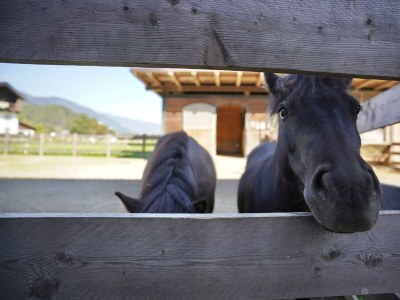 Apartment Ferienwohnung Panorama - Outdoor photo 47