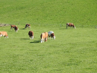 Apartment Appartement/Fewo, Dusche, WC, Terrasse - Outdoor photo 61