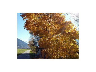 Apartment Ferienwohnung Landhaus Katharina - Outdoor photo 83