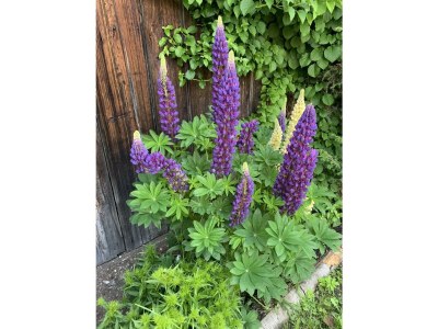 Apartment Escape Resort Laimbachof - Outdoor photo 27