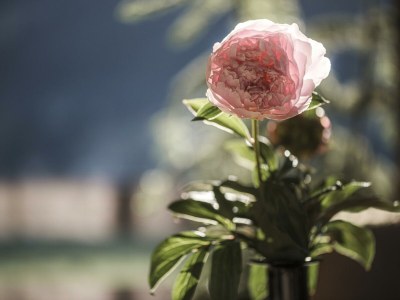 Apartment Apartment Sonnenröschen - Outdoor photo 70