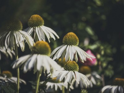 Apartment Apartment Sonnenröschen - Outdoor photo 112