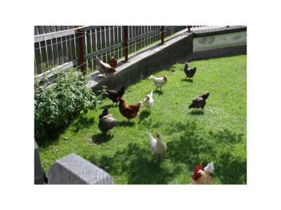 Apartment Ferienwohnung 1 "Edelweiss" - Outdoor photo 17