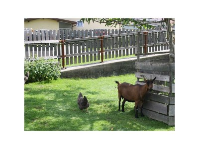 Apartment Ferienwohnung 1 "Edelweiss" - Outdoor photo 25