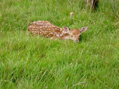 Apartment Ferienwohnung Talblick - Outdoor photo 9