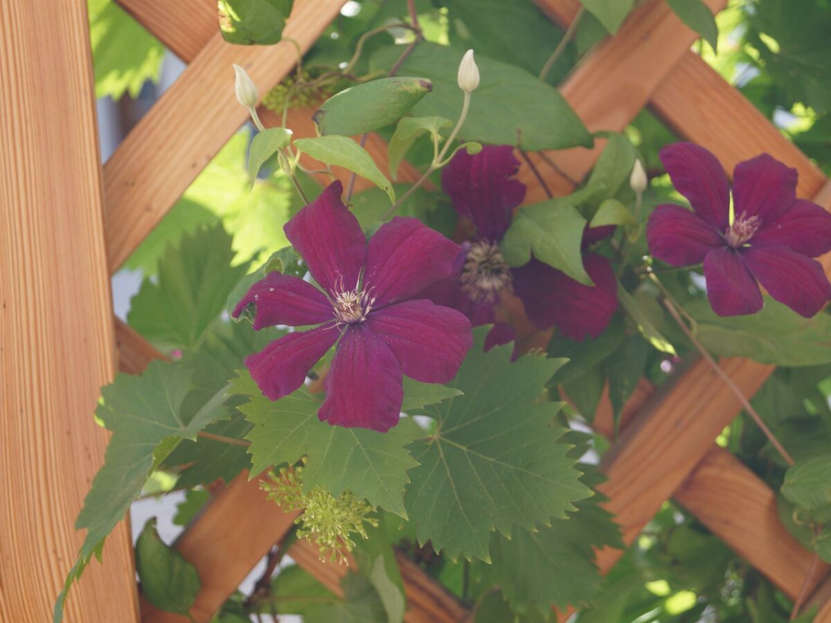 Apartment Appartment Martina - Outdoor photo 4