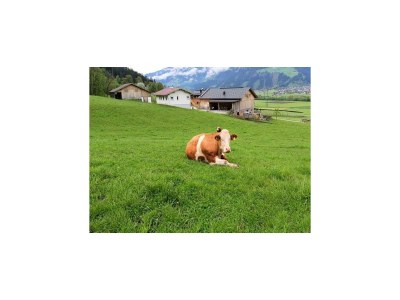 Apartment Appart Mount Gilfert View - Outdoor photo 18