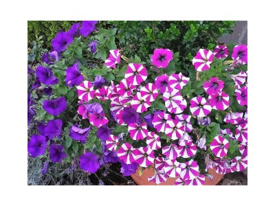 Apartment Appartement/Fewo - Outdoor photo 24