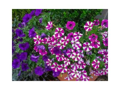 Apartment Appartement/Fewo - Outdoor photo 44