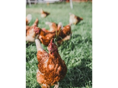 Apartment Ferienwohnung Gartner - Outdoor photo 17