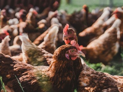 Apartment Ferienwohnung Gartner - Outdoor photo 19