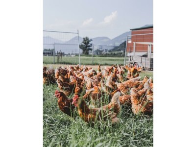 Apartment Ferienwohnung Gartner - Outdoor photo 20