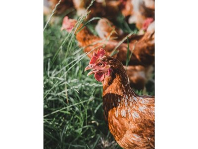 Apartment Ferienwohnung Gartner - Outdoor photo 26