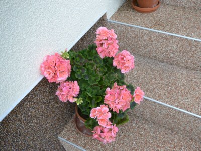 Apartment Ferienhaus Raffeiner - Outdoor photo 17