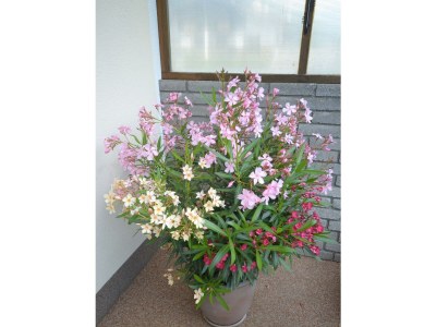 Apartment Ferienhaus Raffeiner - Outdoor photo 18