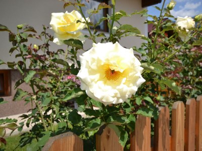 Apartment Ferienhaus Raffeiner - Outdoor photo 19