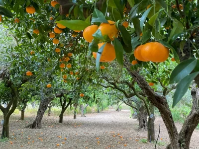 Holiday house Villa Medusa - Outdoor photo 6