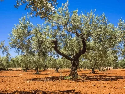 Holiday house Villa Medusa - Outdoor photo 8