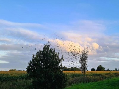 Chalet Chalet in der Natur, Friesland - Environment photo 21