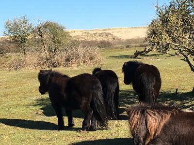 Holiday house Zilt - Environment photo 37