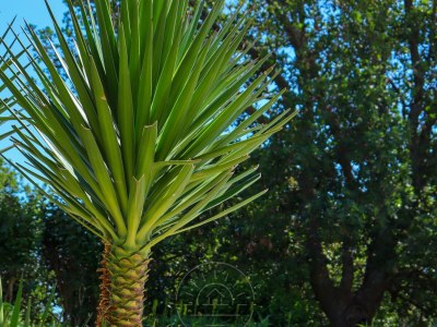 Villa Palera I - Outdoor photo 30