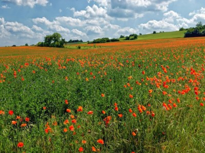 Holiday house Holiday Home in Pertuis with Private Pool - Environment photo 23