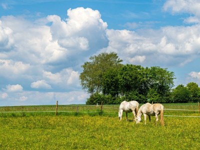 Apartment 4-Bett-Apartment Eifelblick - Outdoor photo 11