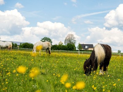 Apartment 4-Bett-Apartment Eifelblick - Outdoor photo 12