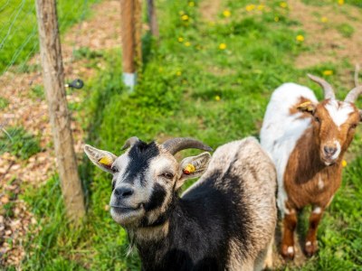 Apartment 4-Bett-Apartment Eifelblick - Outdoor photo 17