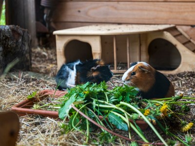 Apartment 4-Bett-Apartment Eifelblick - Outdoor photo 20