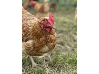 Apartment 4-Bett-Apartment Eifelblick - Outdoor photo 24